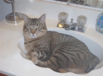 Uploaded by: Insane Killbane on 2013-08-08 15:42:49